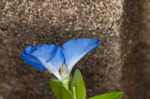 Common dayflower